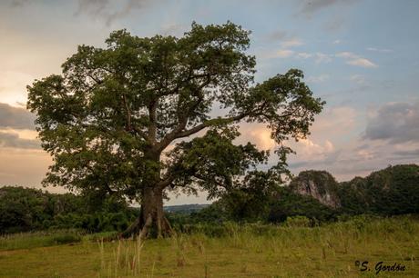VIÑALES: LA TIERRA DE LOS MOGOTES Y LOS HABANOS 41-4