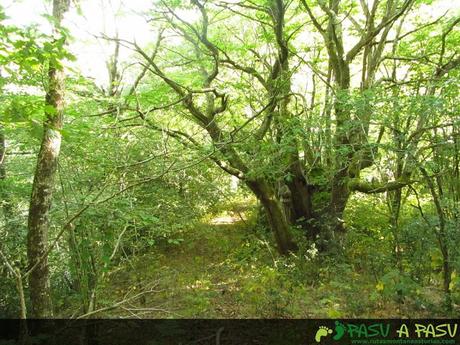 Sendero entre el bosque