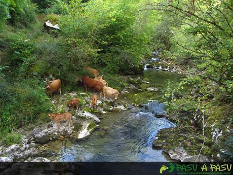 Vacas en el Rio Casaño