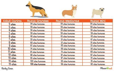 Descubre la edad humana exacta de tu #perro #Mascotas #Animales (INFOGRAFIA) Descubre la edad humana exacta de tu #perro #Mascotas #Animales (INFOGRAFIA)