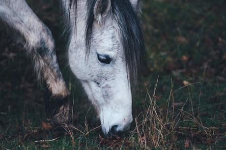 Hoy, sólo inspiración: caballos