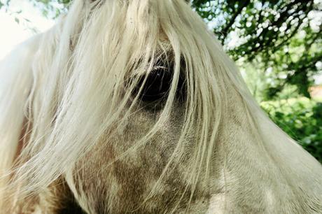 inspiration, free horses photos to download