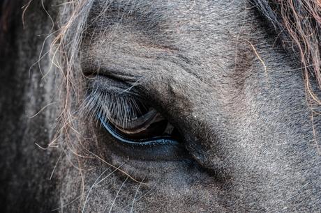 Hoy, sólo inspiración: caballos