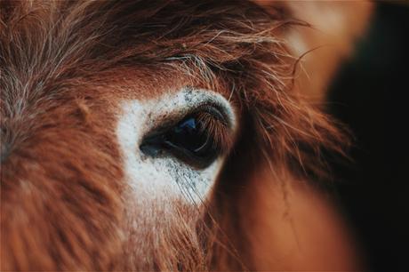 Hoy, sólo inspiración: caballos