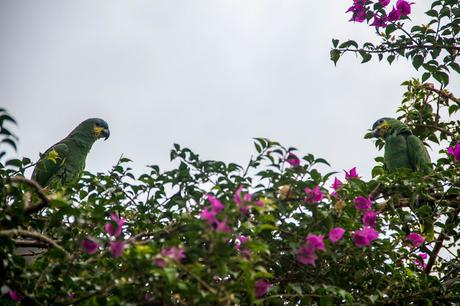 Cuyabeno, amazonía ecuatoriana