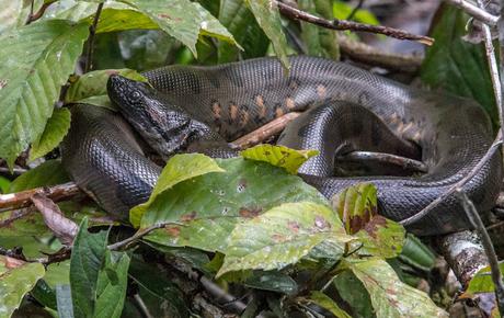 Cuyabeno, amazonía ecuatoriana