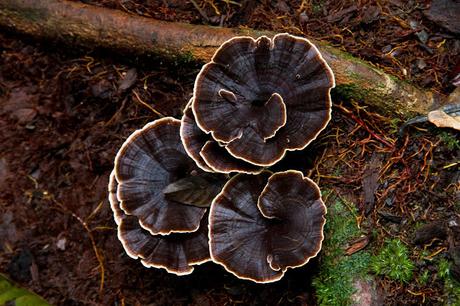 Cuyabeno, amazonía ecuatoriana