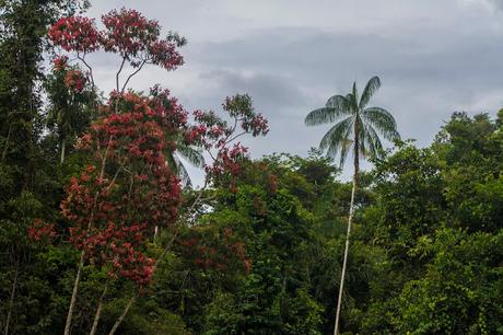 Cuyabeno, amazonía ecuatoriana