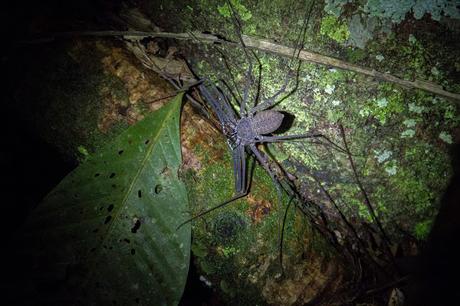 Cuyabeno, amazonía ecuatoriana