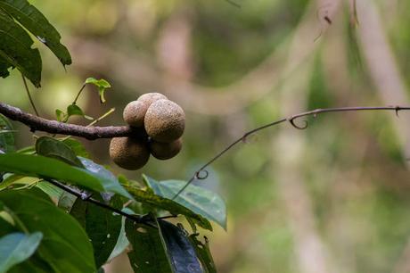 Cuyabeno, amazonía ecuatoriana