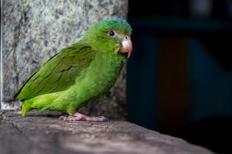 Cuyabeno, amazonía ecuatoriana