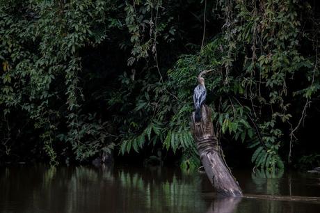 Cuyabeno, amazonía ecuatoriana