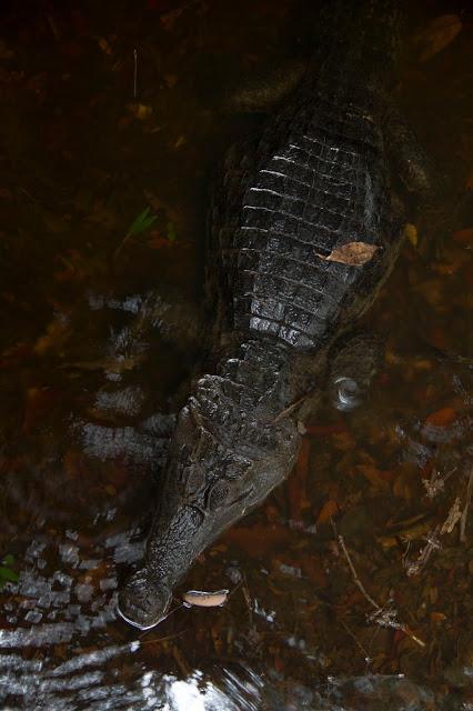 Cuyabeno, amazonía ecuatoriana