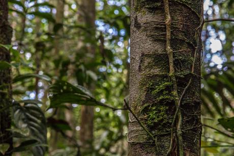 Cuyabeno, amazonía ecuatoriana