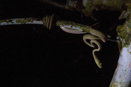 Cuyabeno, amazonía ecuatoriana