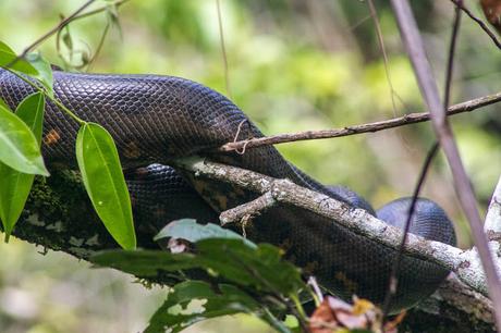 Cuyabeno, amazonía ecuatoriana