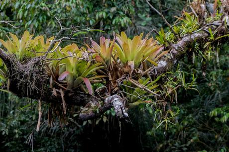 Cuyabeno, amazonía ecuatoriana