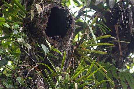 Cuyabeno, amazonía ecuatoriana