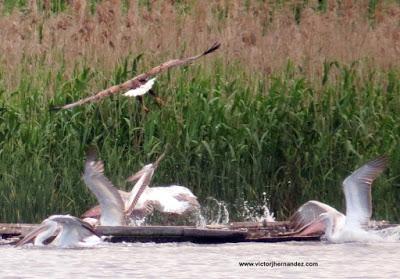 Resumen del Viaje de observación de aves a Bulgaria