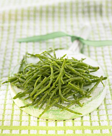 Salicornia