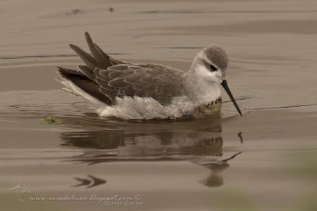 Falaropo común (Wilson´s Phalarope)  Phalaropus tricolor