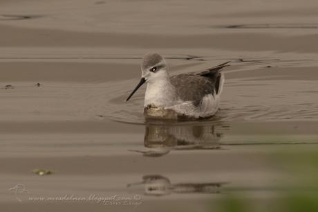 Falaropo común (Wilson´s Phalarope)  Phalaropus tricolor