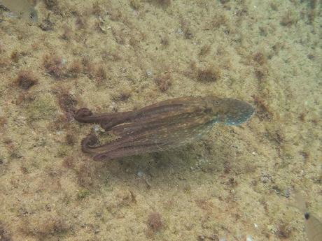 Pulpo común o de roca en la Platja del Miracle de Tarragona