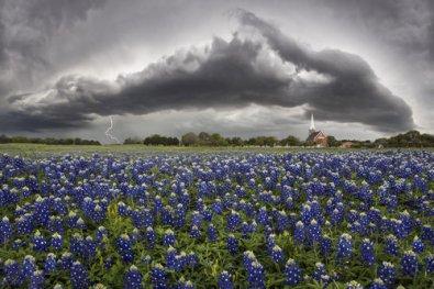 bluebonnetstorm