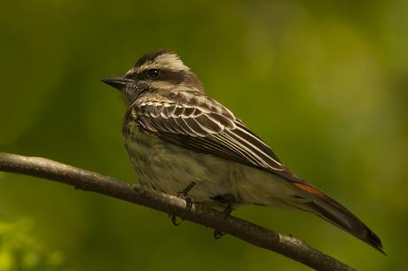 Tuquito Rayado (Variegated Flycatcher) Empidonomus varius