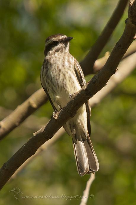 Tuquito Rayado (Variegated Flycatcher) Empidonomus varius