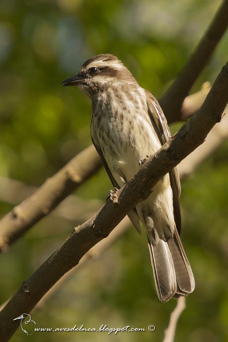 Tuquito Rayado (Variegated Flycatcher) Empidonomus varius