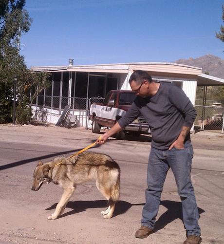 El cachorro de perro que era un lobo