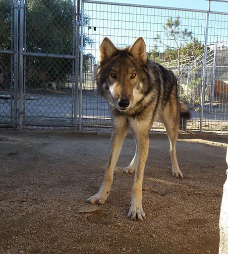 El cachorro de perro que era un lobo