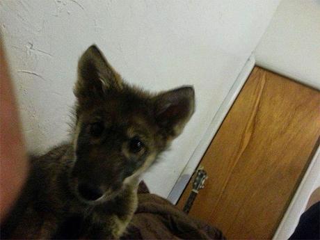 El cachorro de perro que era un lobo