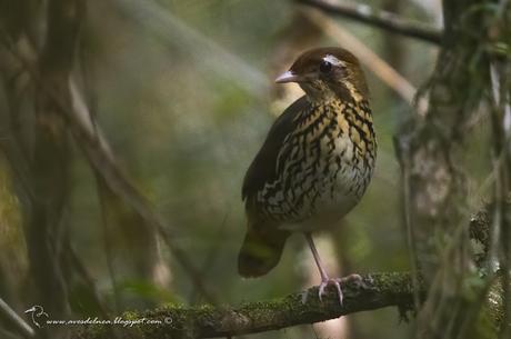 Tovaca común (Short-tailed Antthrush) Chamaeza capanisona