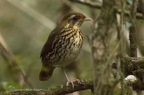 Tovaca común (Short-tailed Antthrush) Chamaeza capanisona