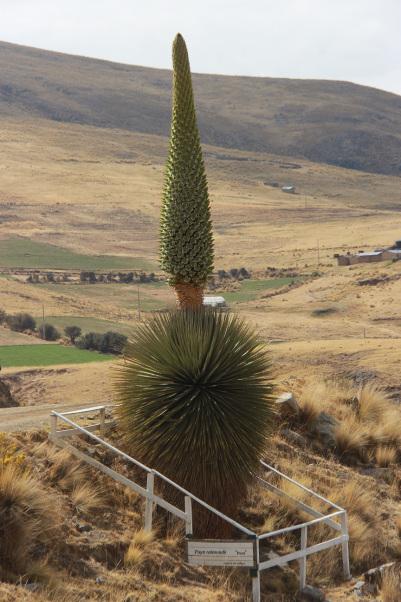 puya-raimondii