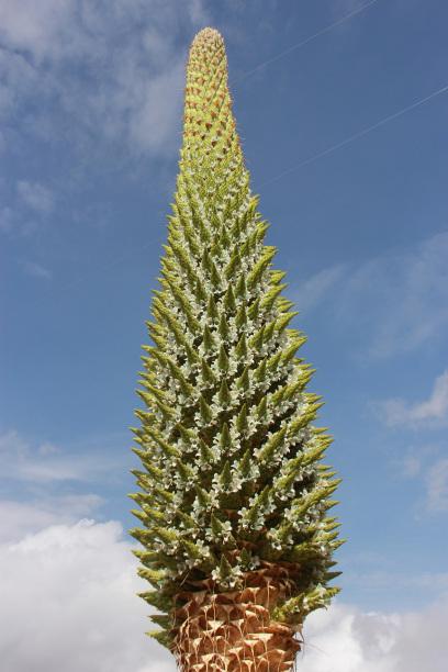 puya-raimondii1