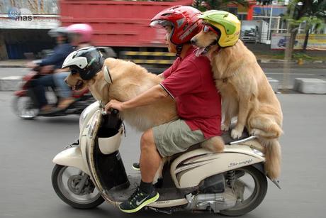 Perros, el más grande invento de la historia humana.