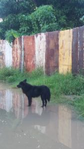 Perro de aguas