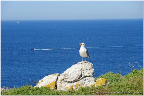 Gaviota patiamarilla amenazando (debía tener el nido cerca)