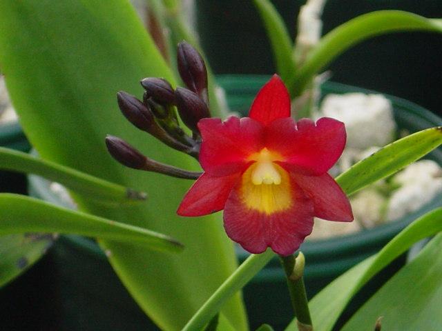 Las Orquídeas y sus raíces http://www.tusorquideas.com/ECM_PRG/Images/DSC04274.JPG