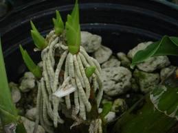 Las Orquídeas y sus raíces http://t3.gstatic.com/images?q=tbn:ANd9GcTehq9lsrvFI1_U3MZhF52nf2TrcA8bo6ELQd69mdUDyoxowOn0&t=1