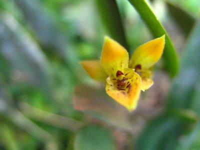 Las Orquídeas y sus raíces http://4.bp.blogspot.com/_9BYesoCAqfQ/SG50Py4oCJI/AAAAAAAAAJI/q674pbH4dNI/s400/IMG_7857.jpg