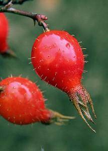 Escaramujo Escaramujo 215x300 Cúrate con las hierbas: el escaramujo