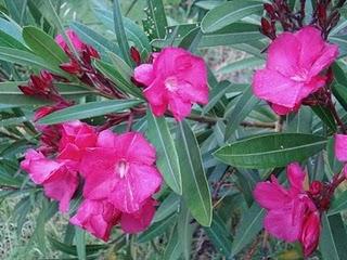 Adelfa agente diuretico,desparacitante ,purgante excelente cicatrizante Adelfa agente diuretico,desparacitante ,purgante excelente cicatrizante