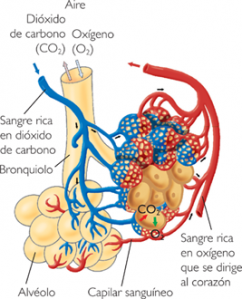 Intercambio de gases 2 Sistema Respiratorio