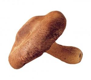 Shiitake Shiitake 300x265 Qué es la seta Shiitake y para qué se utiliza