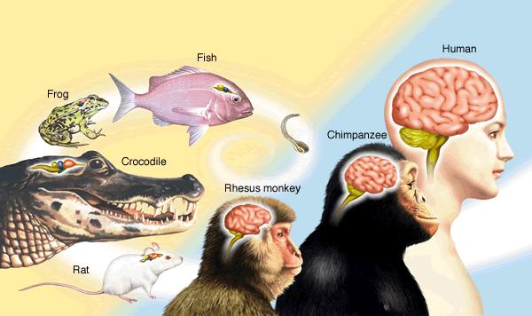 Inteligencia y Evolución (primera parte)