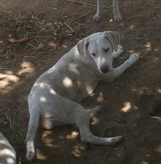 AURORA!! PERDIDA AHORA MISMO EN DOS HERMANAS!!